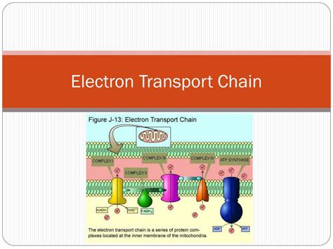 electron transport chain slideshare|electron transport system ppt.
